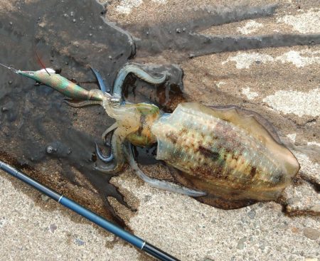 デイエギングで胴長２０ｃｍ